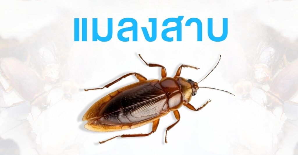 เรื่องของแมลงสาบ